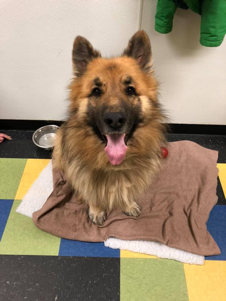 5歲國王牧羊犬逃家玩失蹤 八個月后在175英里處被發現