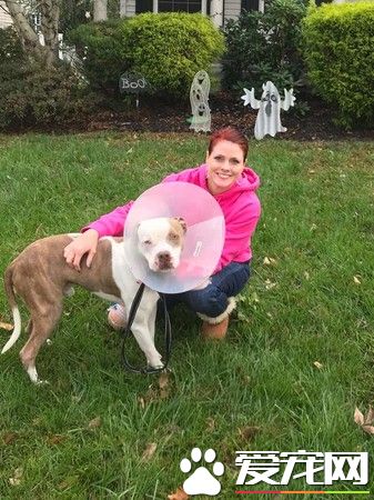 比特犬被主人綁樹上虐待 幸得志工和警察幫助獲得解救