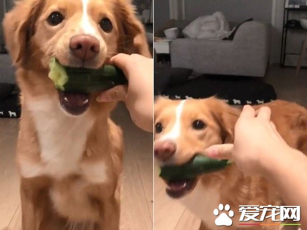 挪威汪汪想吃食物 一系列可愛動作萌化主人