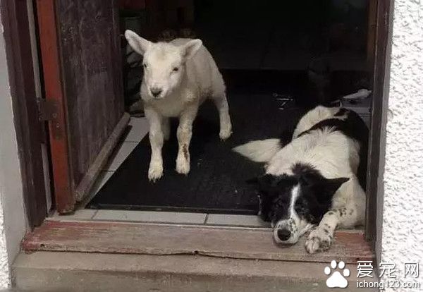 這些邊牧好壞的 把小羊都教“狗”了