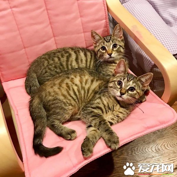 在媽媽的指導之下 小女孩超有慧根成為稱職貓奴