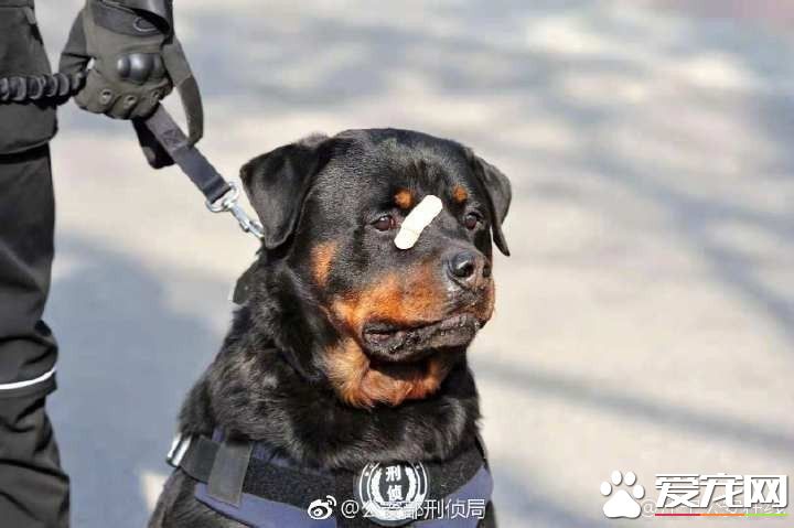 小黑警犬眉眼間橫貼ok蹦 堅定小表情萌翻網友