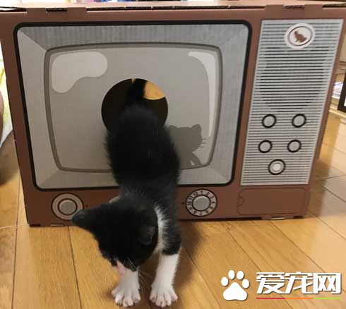 日本新推電視造型的貓屋  見過像貞子的貓咪么