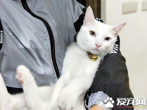 白貓遭遺棄掉進水溝 幸得社工暖心相救并撫養長大