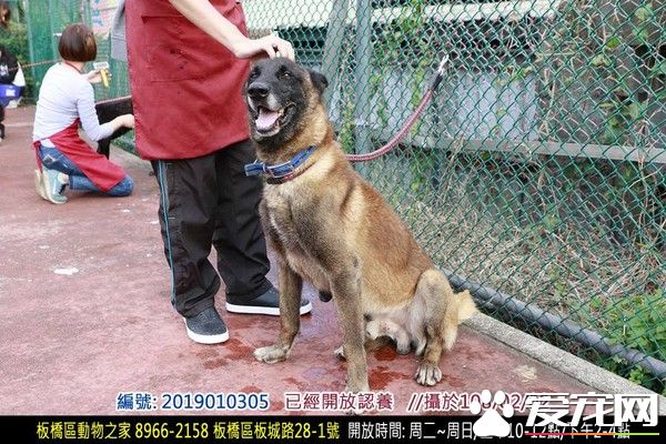 親人狼犬遭棄養在收容所 就算受傷仍然非常愛撒