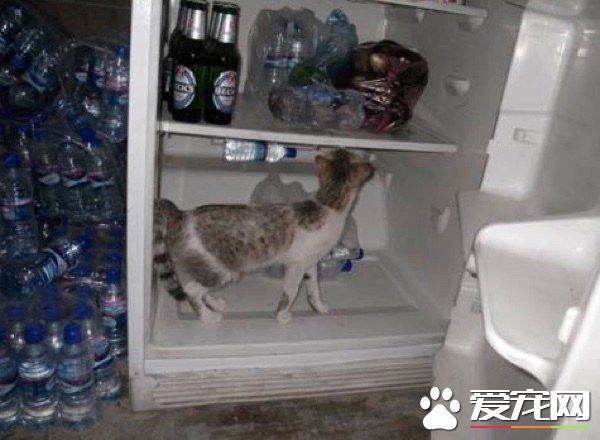 愛貓士兵從阿富汗帶小浪喵回國 收編成愛撒嬌的家貓