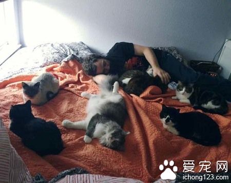 在德州貓咪避難所的志工 主要工作內容竟然這么夢幻