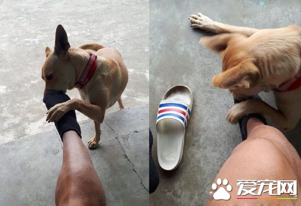 吃個東西有這么懶嗎? 米克斯吃飯飯醉倒