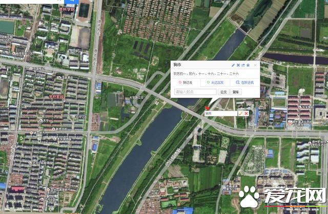 德州寵物大集場走一圈，誰能告訴最后圖片中狗是什么品種？