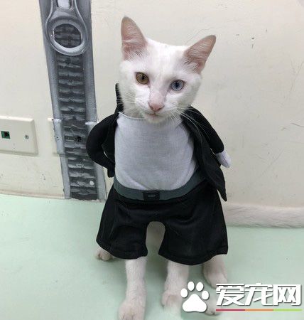 白貓遭遺棄掉進水溝 幸得社工暖心相救并撫養長大
