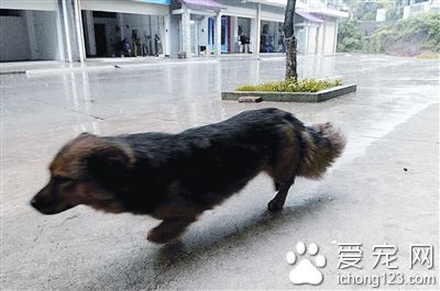 長沙岳麓區免費為寵物狗注射狂犬疫苗