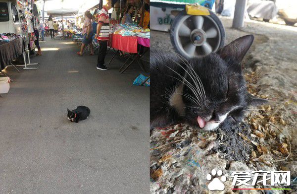 小路霸大喇喇地睡馬路中央 貼心告示牌賺罐罐錢