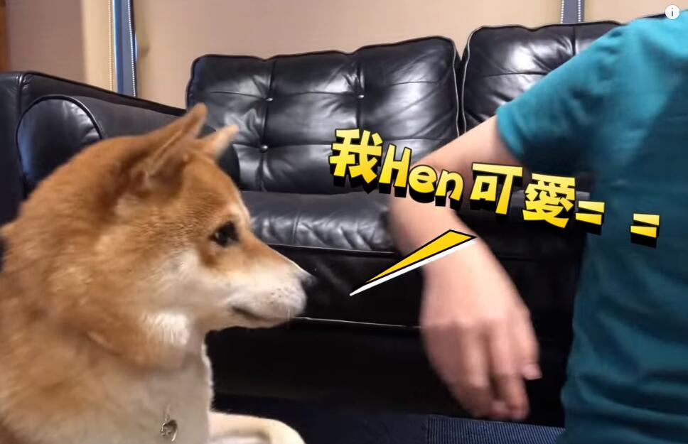 超自戀的柴犬 說不可愛就肉拳攻擊