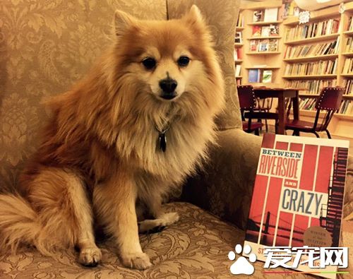 8歲店狗太喜歡睡覺 書店貼告示我是一只真的狗