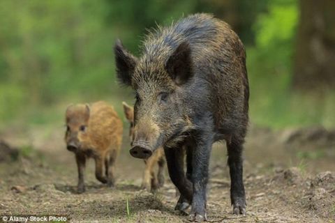 日本福島核災后現畸形動物 體內放射物超標300倍