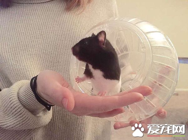 可愛小倉鼠被狠心遺棄 幸遇女子救回收編回家