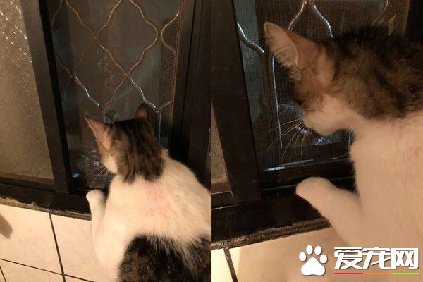 遇到流氓打劫！浪喵強勢入廁所面對飼料卻不領情