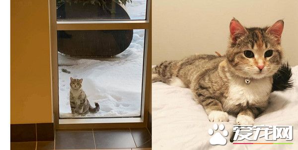 凍傷貓咪在消防局門外敲窗求救 幸運度過寒冬