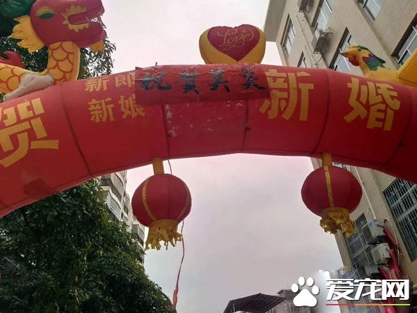 廣西一金毛生10只小狗 主人高興擺酒慶祝