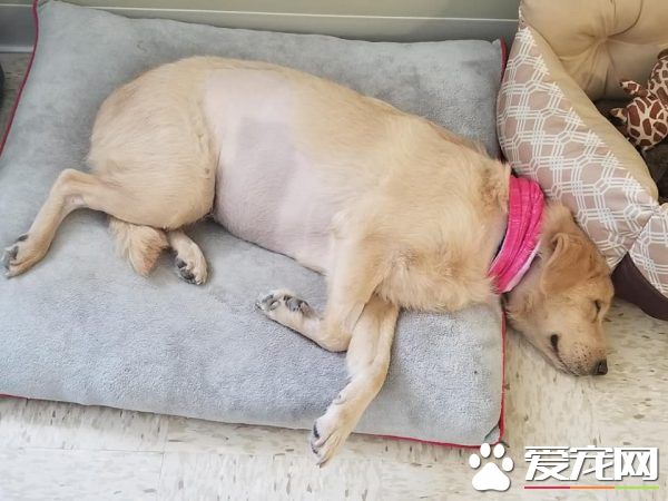 割腎救母！罕見手術獲得成功 不幸因藥物反應過世