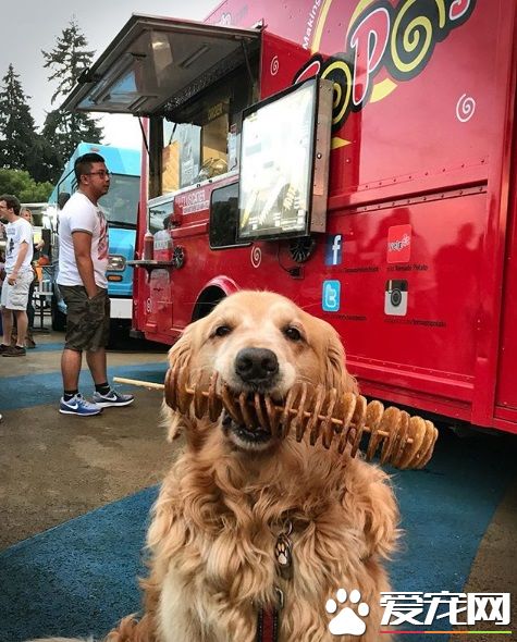萌犬叼著熱狗堡配合主人拍照 超乖巧的模樣萌翻天