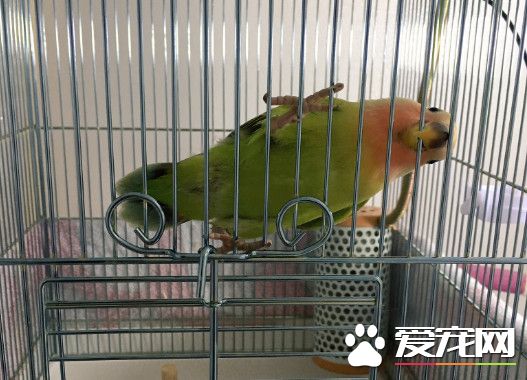 胖到肉肉溢出來 小鸚鵡被收養后變成網球