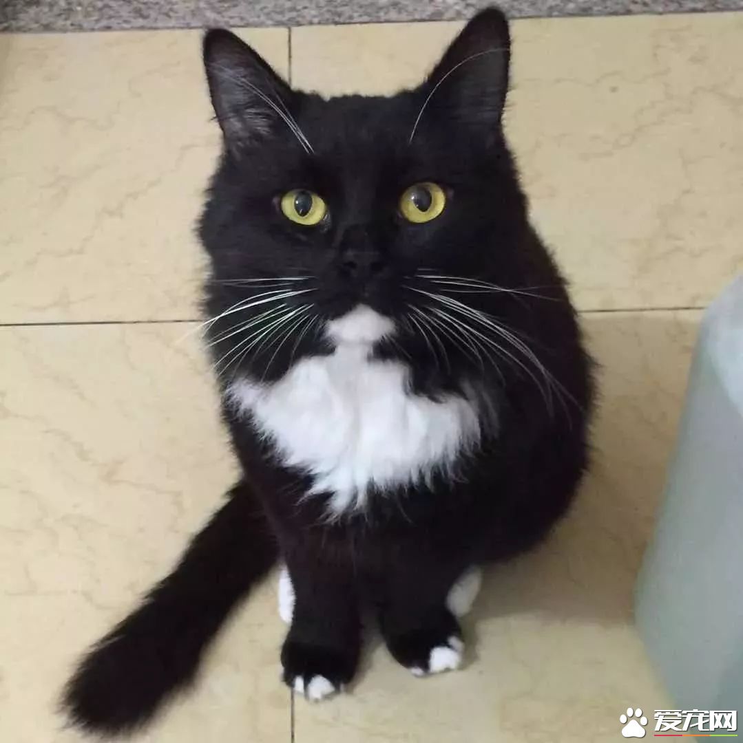網傳貓奴雙十一的購物清單  貓奴們都為主子敗了多少?