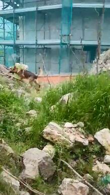 2016年意大利地震中的“英雄狗” 因涉嫌中毒致死