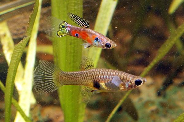 小熱帶魚有哪些品種