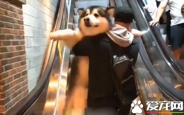 汪嬌喘一聲倒把拔懷里 超可愛反差萌畫面讓人驚呼