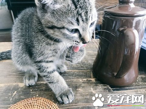 外面大臺風家里小臺風 貓咪小臺風萌力十級