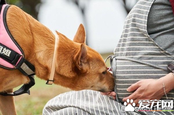 超溫馨！懷孕養寵沒問題 狗姐姐暖心愛寶寶