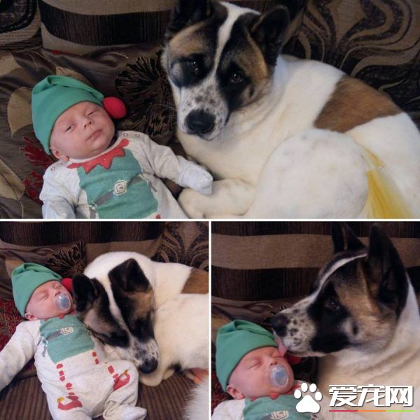 孕婦執意留下愛犬 汪救回她和寶寶一命