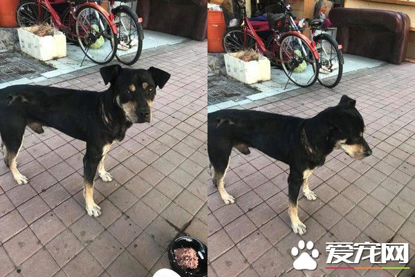 工地忠犬小黑遭遺棄 卻還是回來癡癡等待工人們