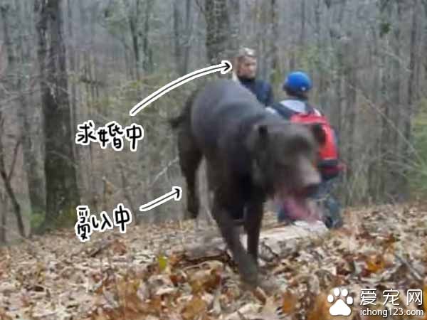 主人下跪求婚時 狗狗竟然爆笑亂入搶鏡