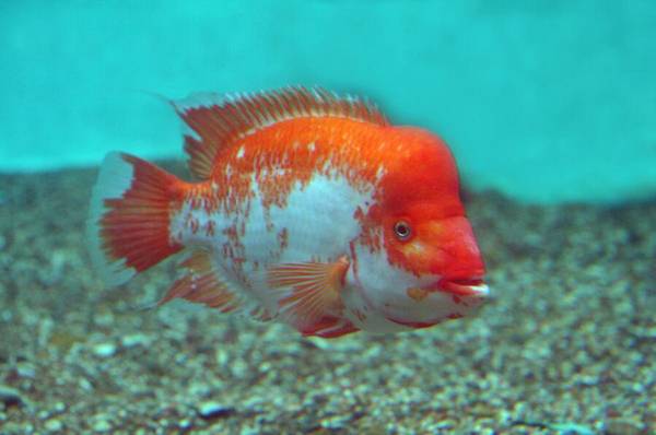 鸚鵡魚能長多大