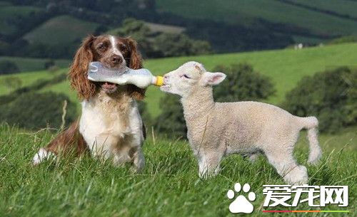 史賓格牧羊犬每天叼奶瓶給孤兒羊羔喂奶 風雨無阻