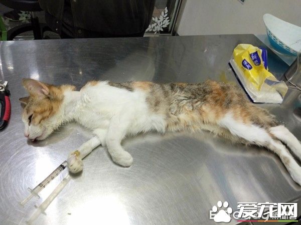親人貓因被退養造成厭食 到新家后被寵成小公主