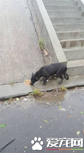 臺風來也不忘狗狗 民眾冒風雨喂飼料