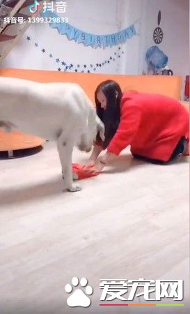 拉拉見馬麻辛苦做家事 超暖叼走抹布搖尾拖地板