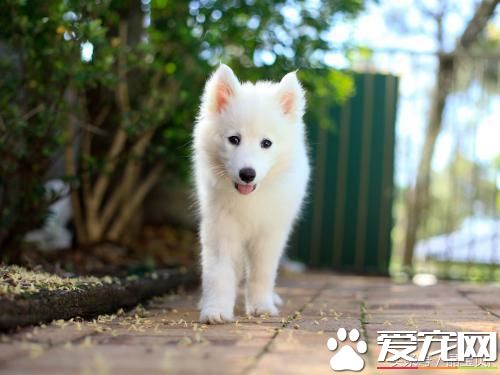 狗狗名字大全