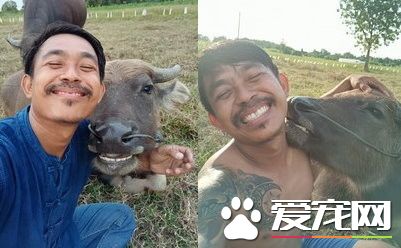 甜到融化了！泰國小哥與水牛神同步的自拍
