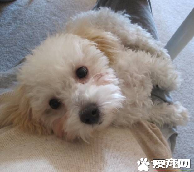 萌妹紙網上求助家里泰迪喜歡吃便便怎么辦？
