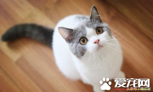 常見幾種寵物貓，你最PICK哪一種呢？