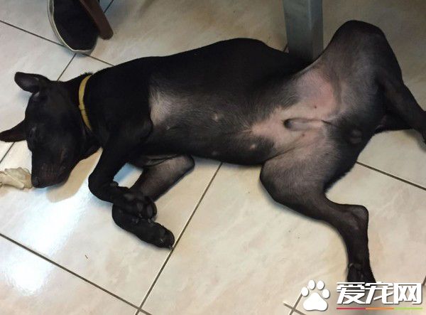 吃豆腐吃的太明顯啦! 好色米克斯專挑美女下手