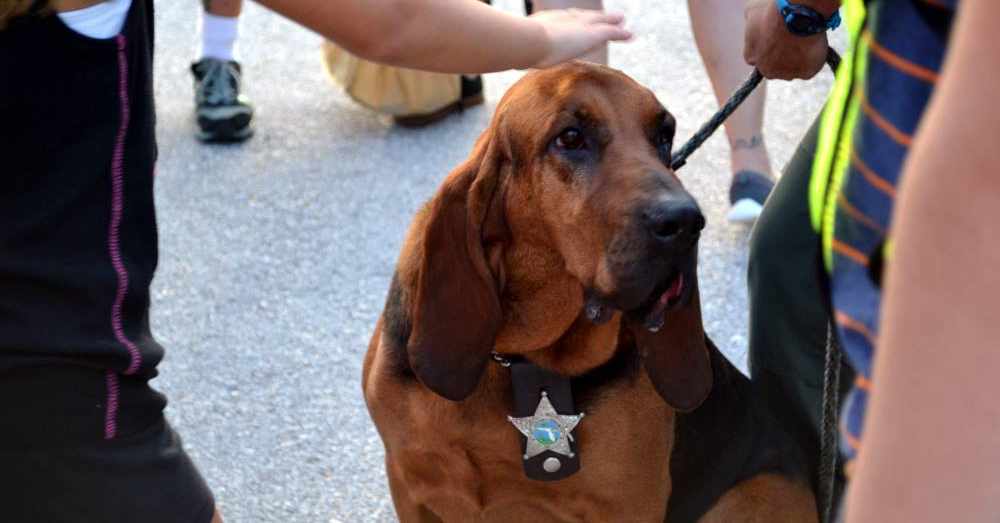 心痛！從事追蹤失蹤兒童和癡呆患者的獵犬被癌癥奪去生命