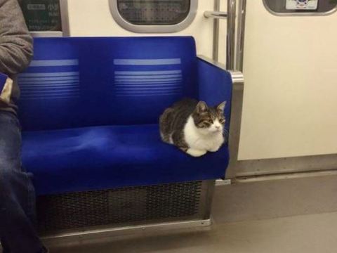 日本貓咪也會坐電車 西武池袋線的有名貓乘客