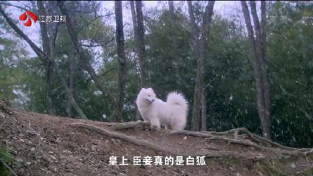 白狐變身薩摩耶 導演我們讀書少