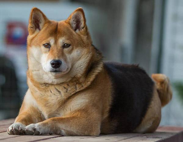 秋田犬只認一個主人嗎