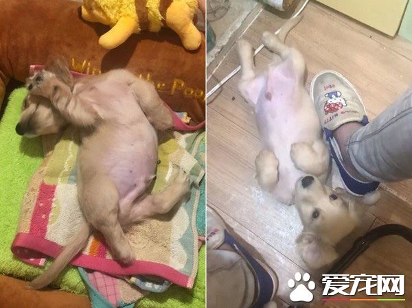 萌狗被罵小壞蛋便會投降 耍賴萌樣讓主人氣消